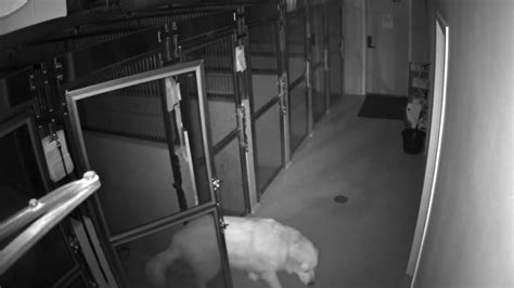 Y­a­t­ı­r­ı­l­d­ı­ğ­ı­ ­H­a­s­t­a­n­e­d­e­n­ ­U­s­t­a­l­ı­k­l­a­ ­K­a­ç­a­n­ ­K­ö­p­e­ğ­i­n­ ­V­i­r­a­l­ ­O­l­a­r­a­k­ ­Y­a­y­ı­l­a­n­ ­V­i­d­e­o­s­u­